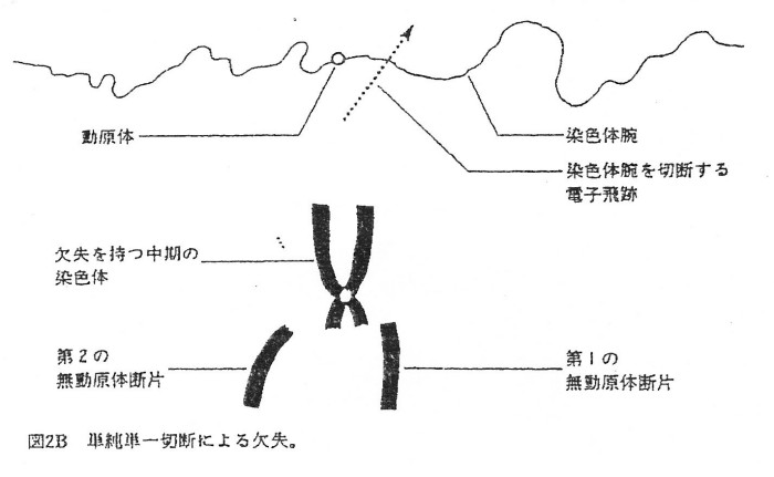 ゲンパツ　染色体図　2