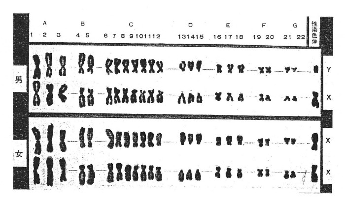 ゲンパツ　染色体図　6