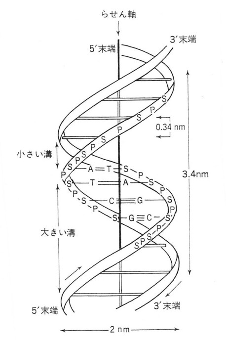 ゲンパツ　染色体螺旋階段