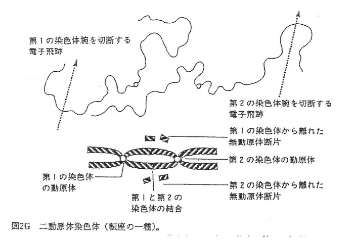 ゲンパツ　染色体図　1