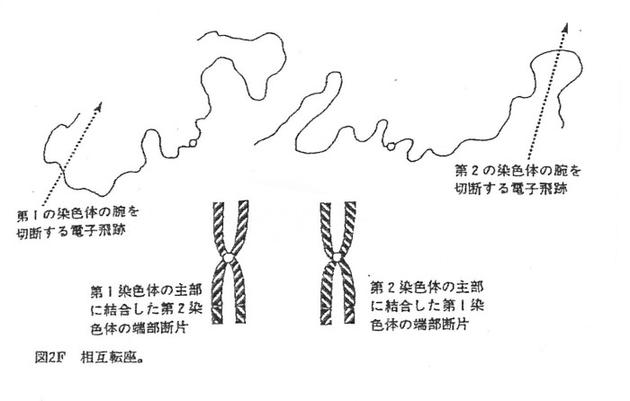 ゲンパツ　染色体図　3