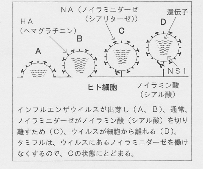 　ウイルス構造