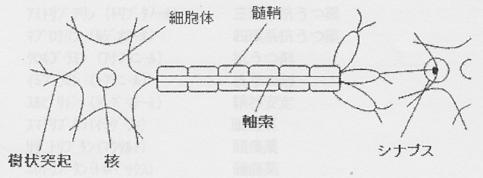 シンケ神経の図