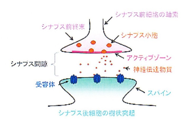 シンケイ　シナプス模式図　