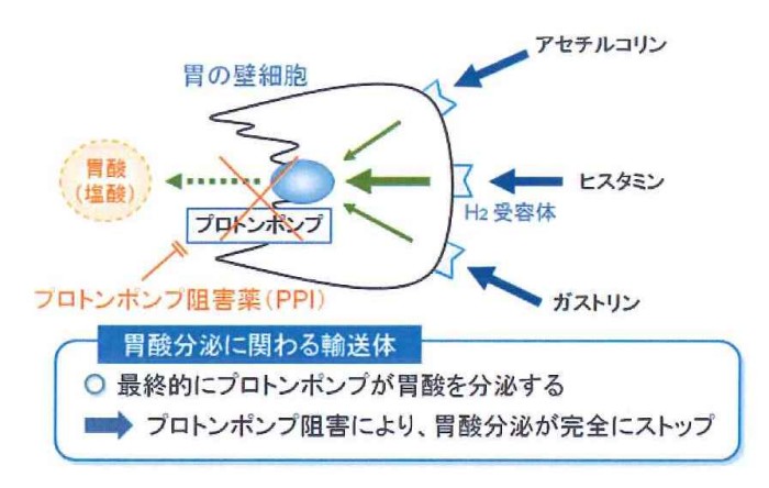 プロトンポンプ